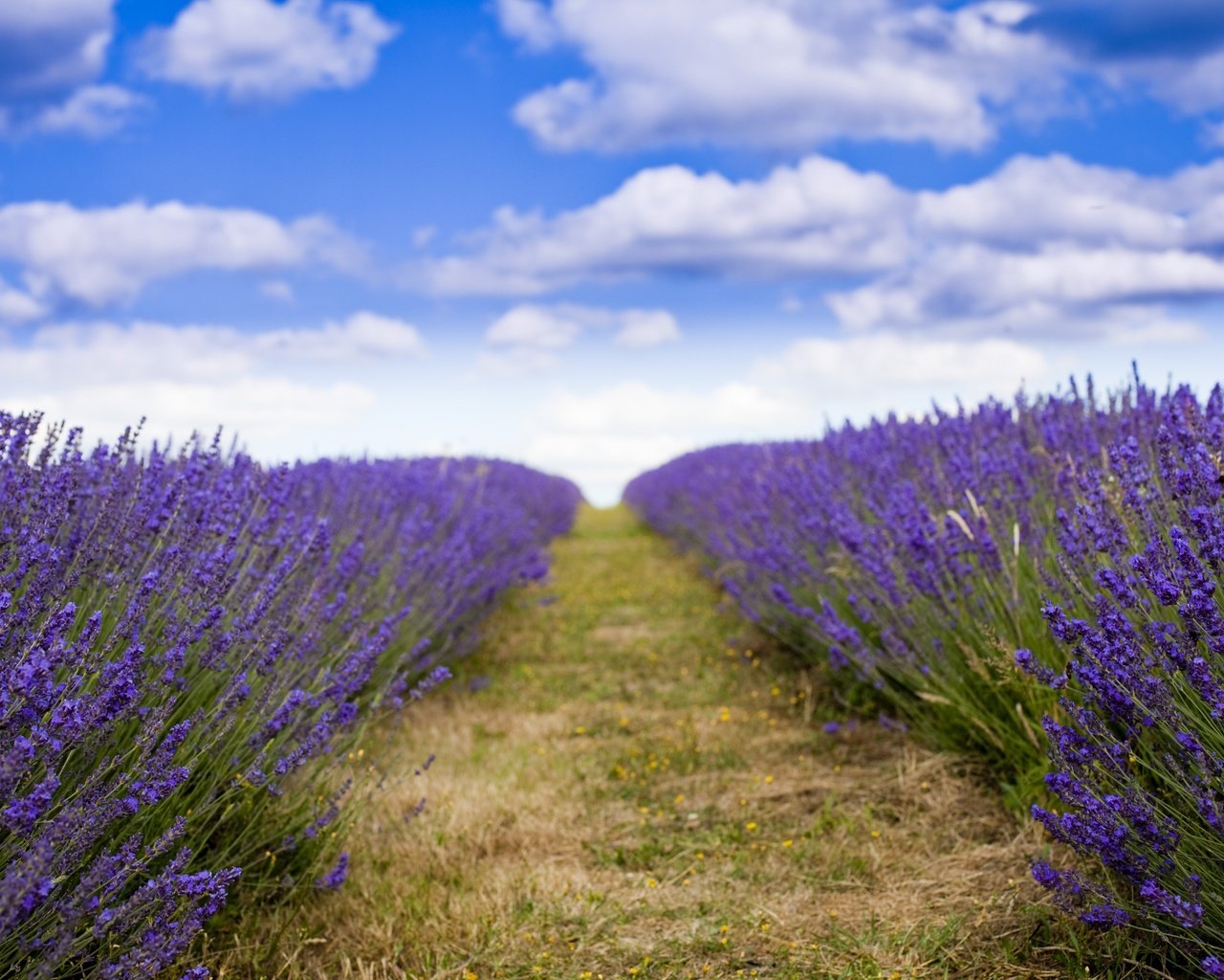 Обои лаванда, lavender разрешение 5616x3744 Загрузить