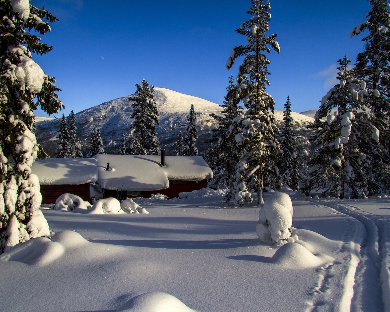 Обои снег, зима, зимний лес, snow, winter, winter forest разрешение 5184x3456 Загрузить