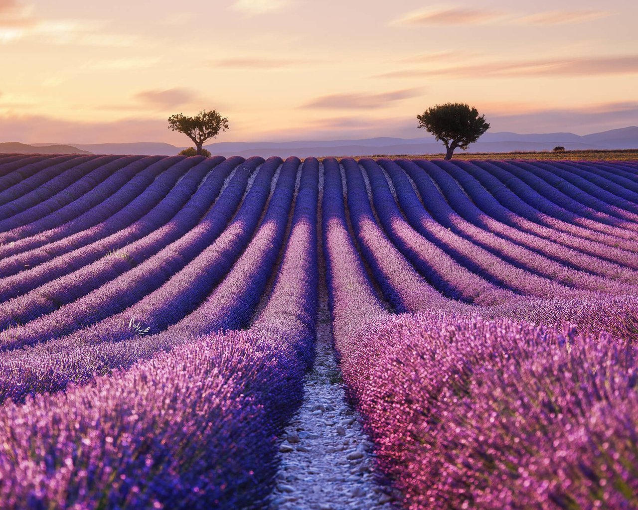 Обои цветы, поле, лаванда, горизонт, франция, прованс, flowers, field, lavender, horizon, france, provence разрешение 2000x1333 Загрузить