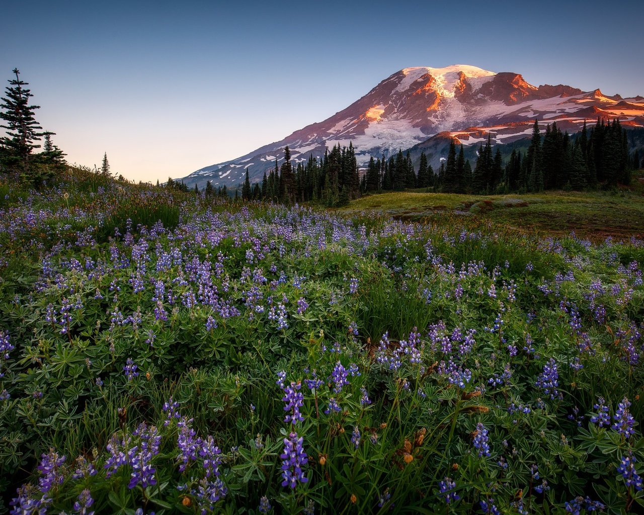 Обои цветы, горы, лес, люпины, flowers, mountains, forest, lupins разрешение 2048x1365 Загрузить