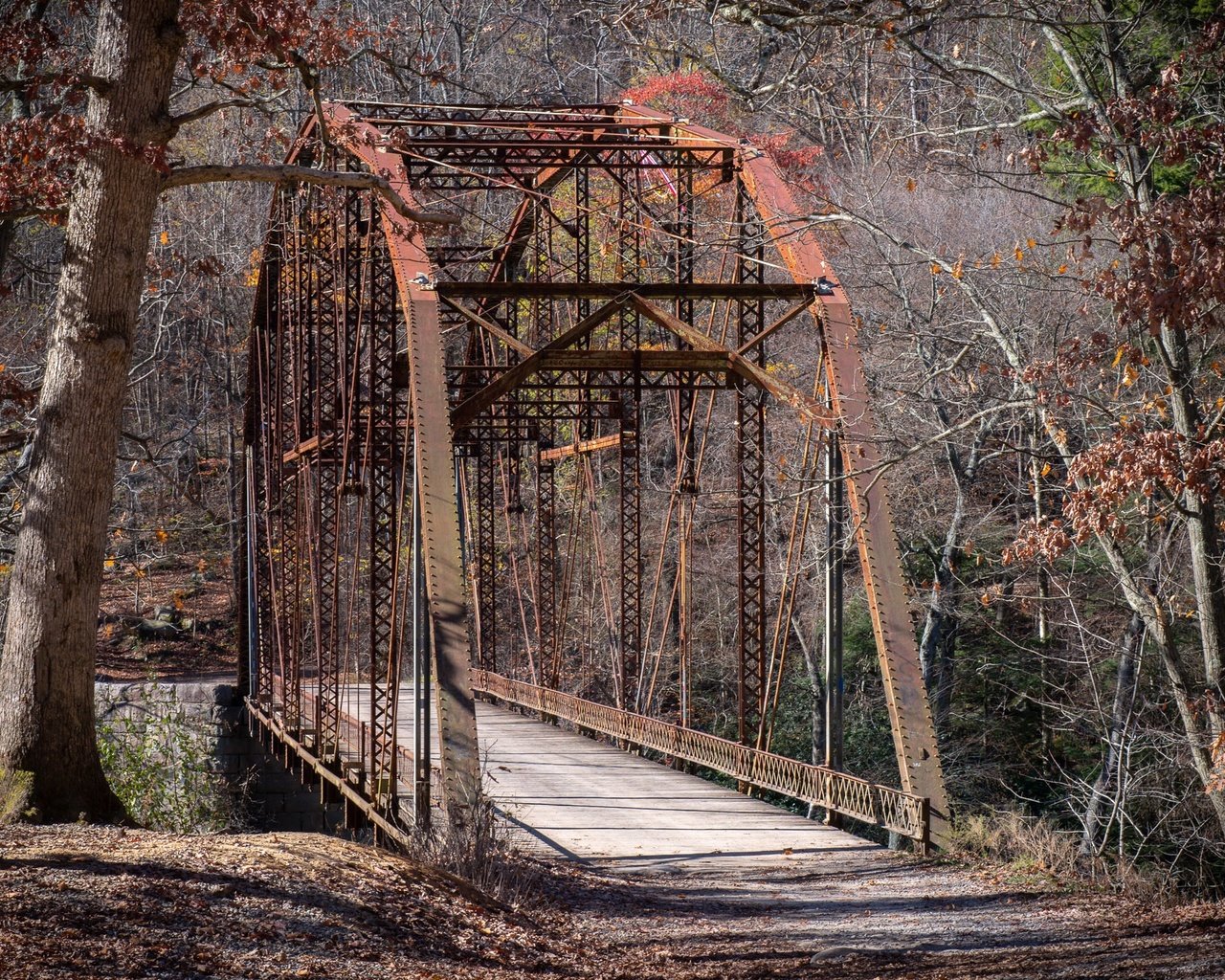 Обои природа, лес, мост, nature, forest, bridge разрешение 2560x1440 Загрузить