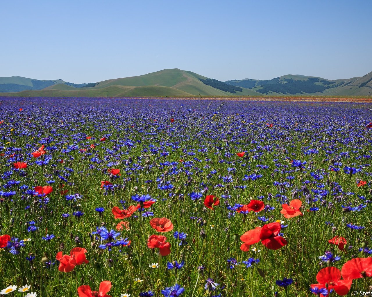 Обои цветы, горы, поле, маки, луг, италия, васильки, flowers, mountains, field, maki, meadow, italy, cornflowers разрешение 3072x2048 Загрузить