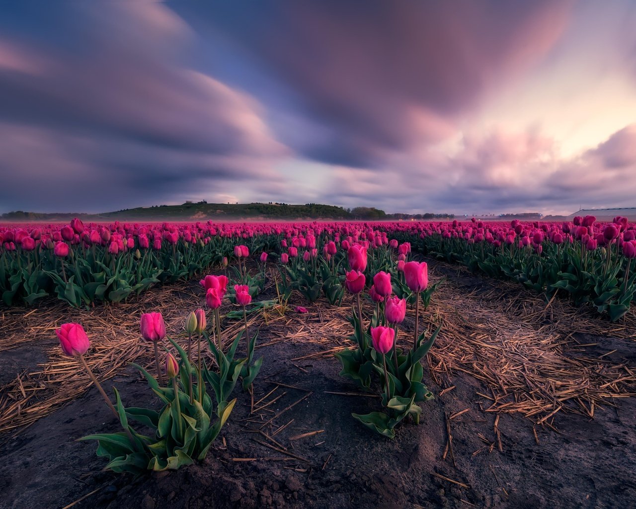 Обои цветы, поле, тюльпаны, flowers, field, tulips разрешение 5052x3368 Загрузить