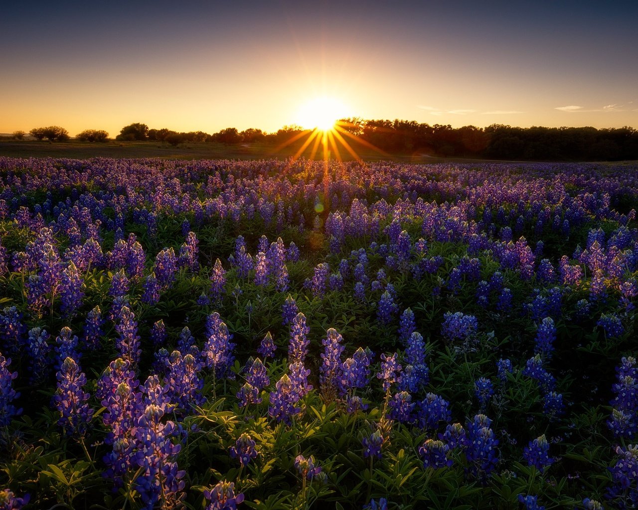 Обои цветы, закат, поле, лето, луг, сиреневые, люпины, flowers, sunset, field, summer, meadow, lilac, lupins разрешение 2048x1365 Загрузить