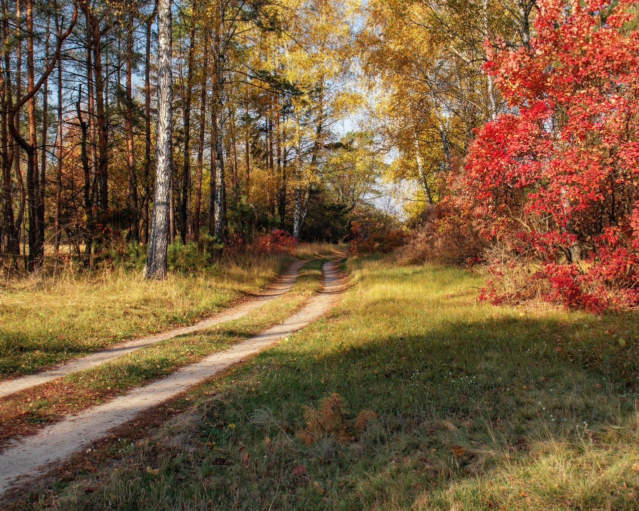 Обои лес, дорожка, осень, forest, track, autumn разрешение 6000x4000 Загрузить