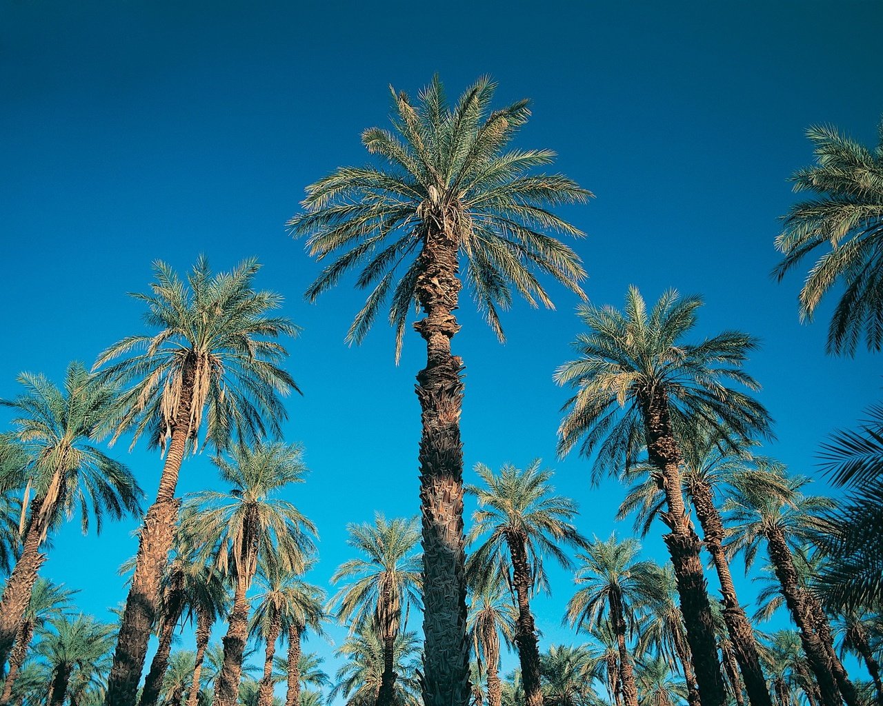 Обои небо, пальмы, ясно, the sky, palm trees, clear разрешение 1920x1440 Загрузить