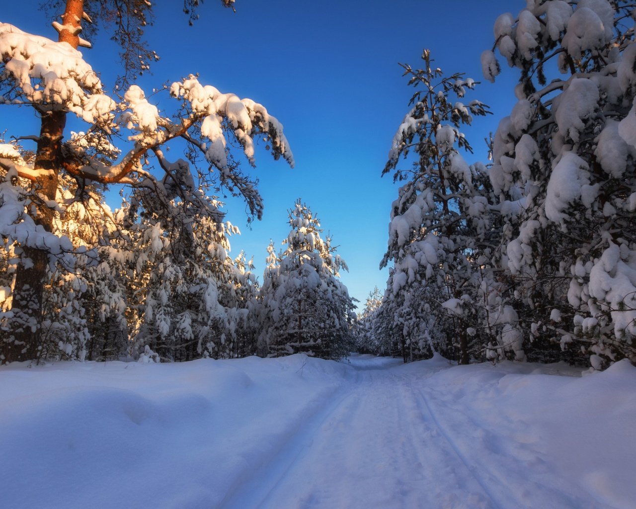 Обои деревья, снег, лес, зима, россия, сугробы, московская область, trees, snow, forest, winter, russia, the snow разрешение 2112x1188 Загрузить