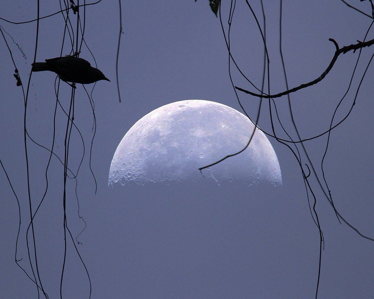 Обои небо, луна, птица, силуэт, the sky, the moon, bird, silhouette разрешение 1920x1080 Загрузить