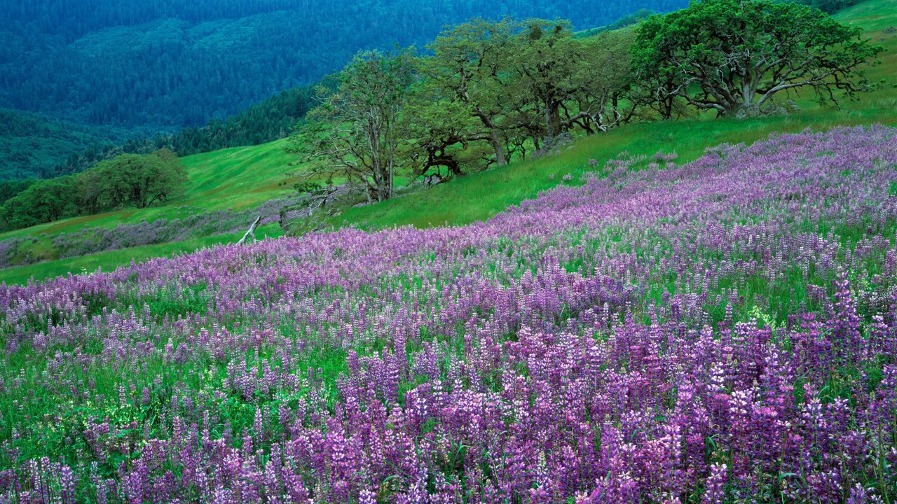 Обои цветы, трава, природа, flowers, grass, nature разрешение 2000x1333 Загрузить