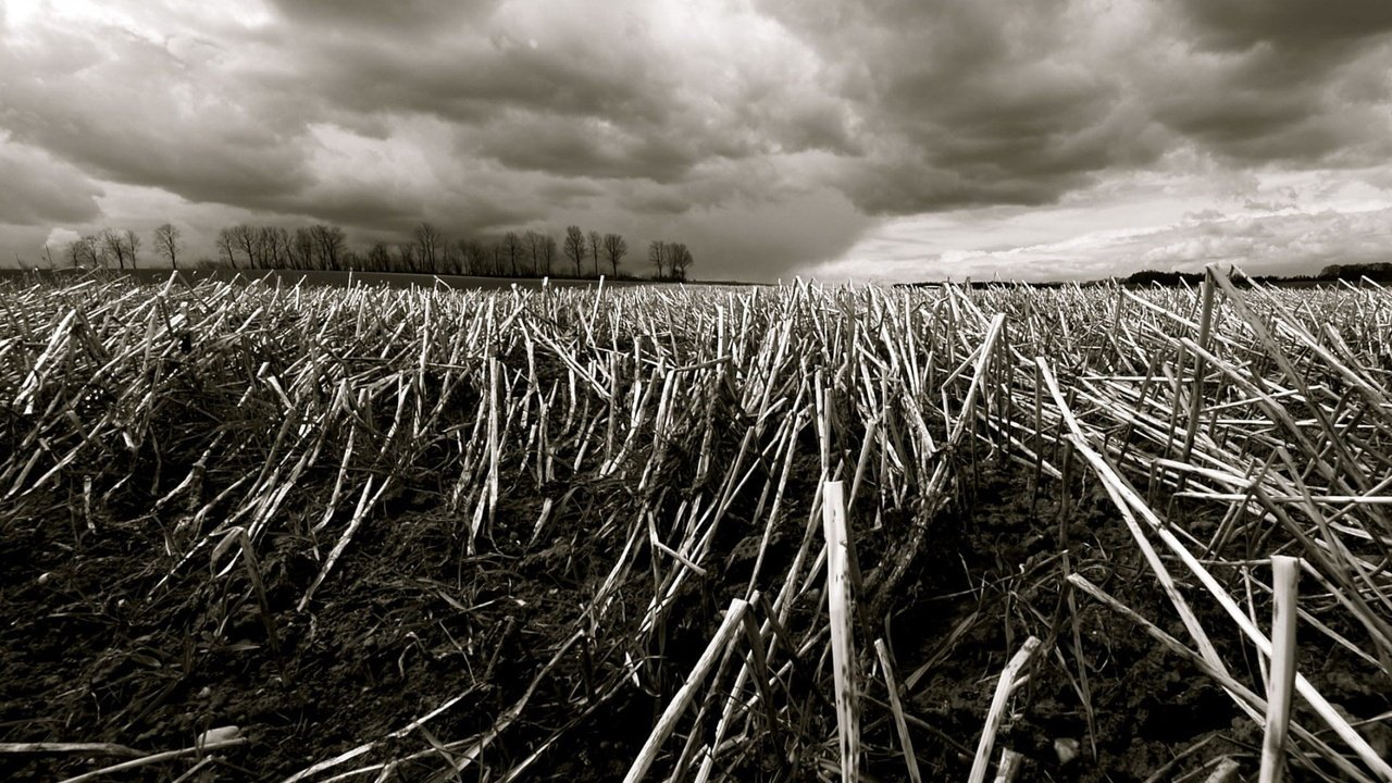 Обои трава, деревья, поле, ветки, осень, grass, trees, field, branches, autumn разрешение 1920x1440 Загрузить