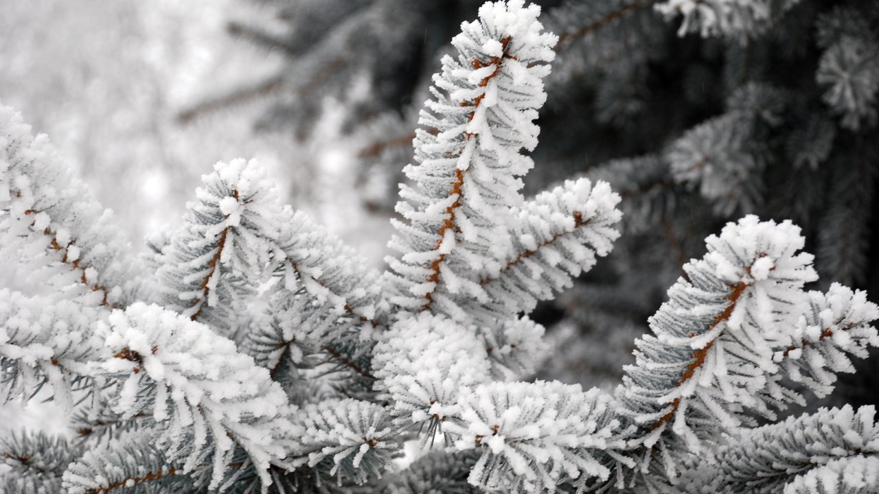 Обои елка, зима, мороз, tree, winter, frost разрешение 3872x2592 Загрузить