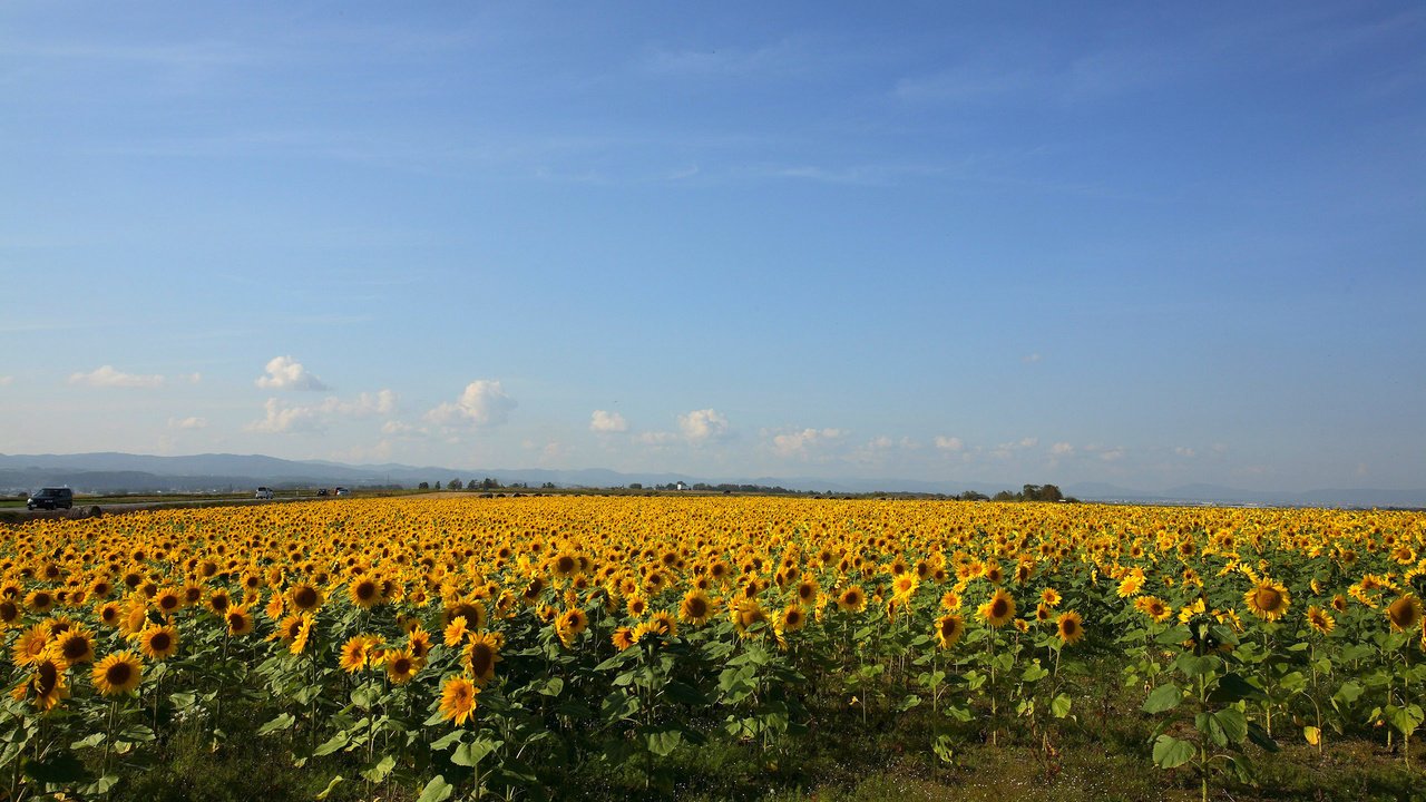 Обои желтый, поле, подсолнухи, yellow, field, sunflowers разрешение 2560x1600 Загрузить