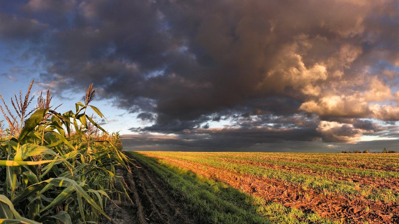 Обои облака, поле, кукуруза, clouds, field, corn разрешение 3200x1200 Загрузить