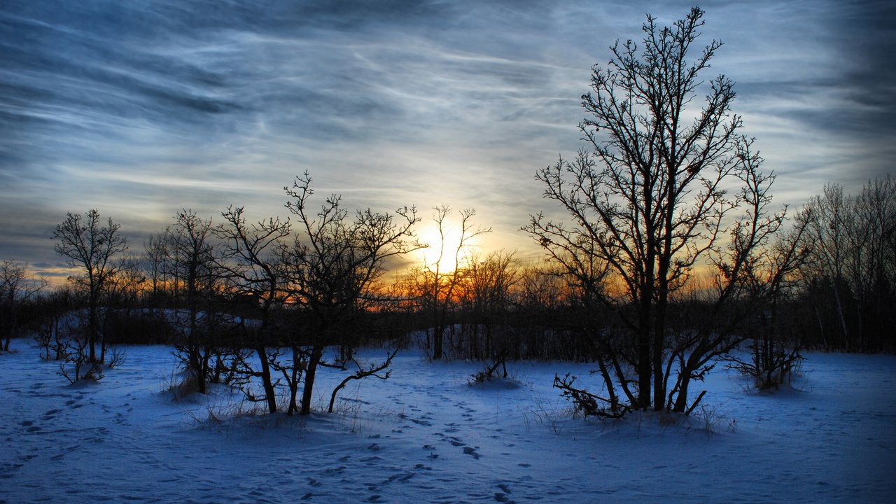 Обои деревья, вечер, снег, природа, закат, зима, пейзаж, мороз, trees, the evening, snow, nature, sunset, winter, landscape, frost разрешение 2560x1600 Загрузить