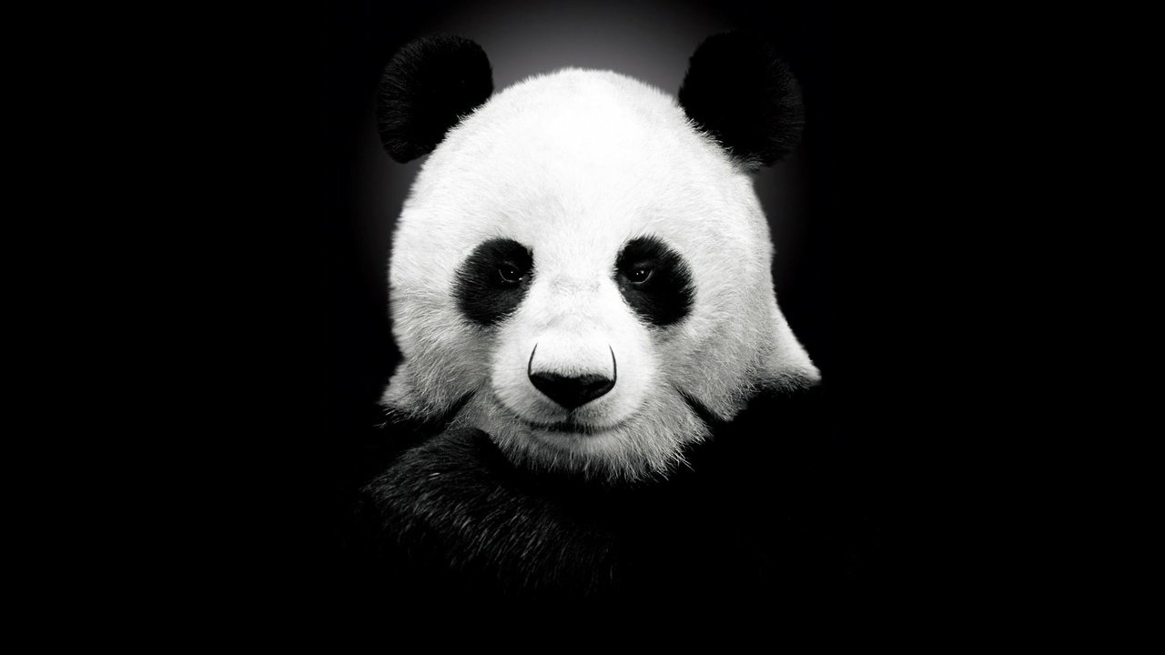 Обои панда, черный цвет, медведь, panda, black color, bear разрешение 1920x1200 Загрузить