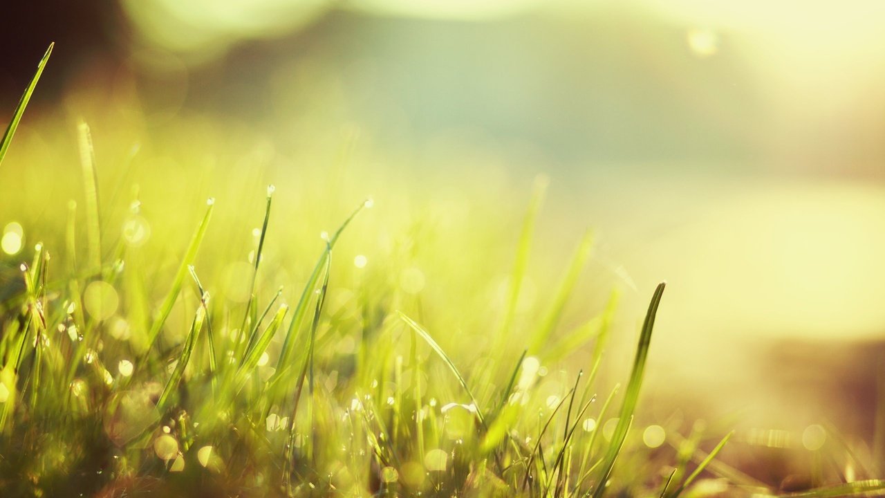 Обои свет, трава, утро, роса, капли, picture perfect, light, grass, morning, rosa, drops разрешение 2560x1600 Загрузить