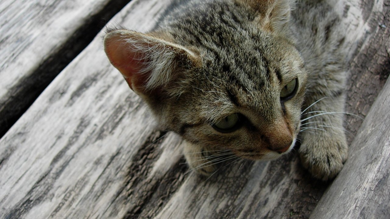 Обои кот, мордочка, усы, кошка, взгляд, котенок, лежит, деревяный пол, серый, grey, cat, muzzle, mustache, look, kitty, lies, wooden floor разрешение 2048x1536 Загрузить