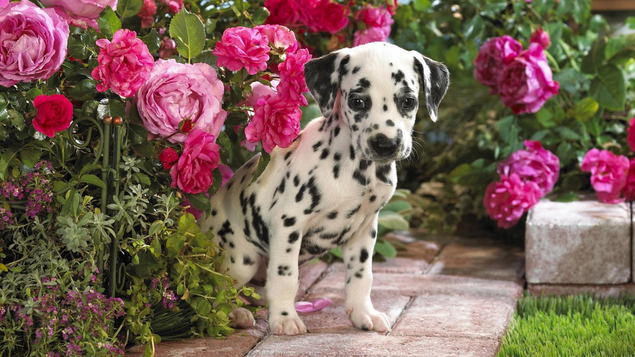 Обои цветы, щенок, далматин, flowers, puppy, dalmatian разрешение 1920x1200 Загрузить