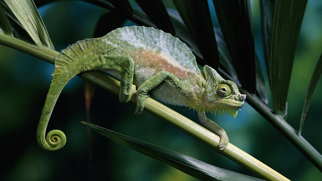 Обои зелёный, хмелион, на ветке, хамелеон, green, helion, on the branch, chameleon разрешение 1920x1200 Загрузить