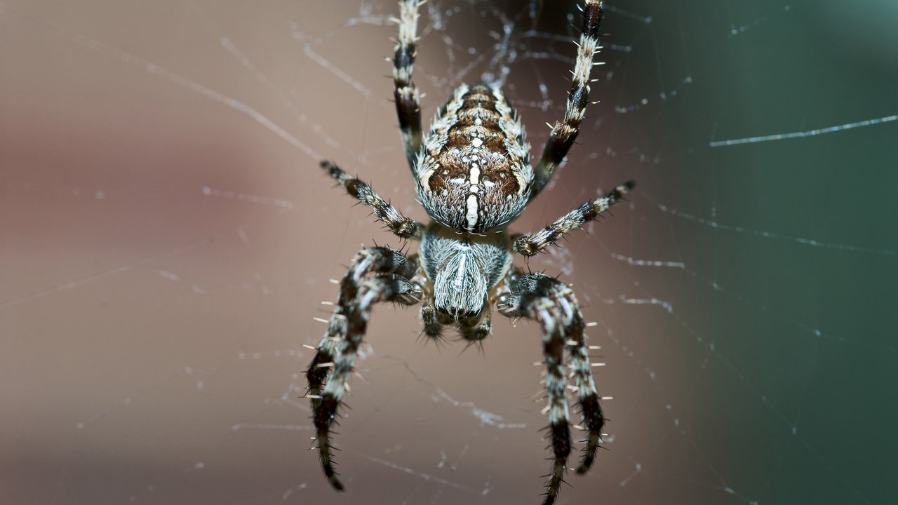 Обои паук, паутина, spider, web разрешение 1920x1200 Загрузить