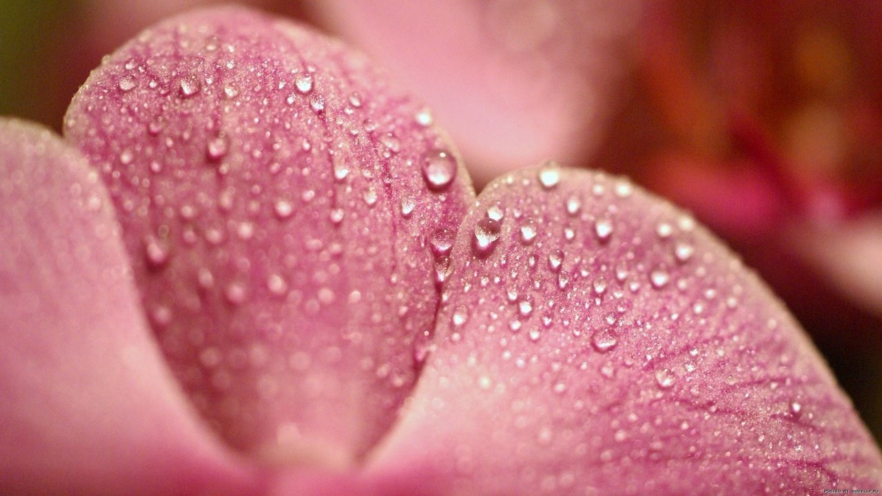 Обои макро, роса, капли, лепесток, розовый, macro, rosa, drops, petal, pink разрешение 1920x1080 Загрузить