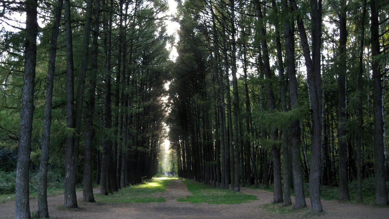 Обои свет, трава, деревья, лес, сосны, проблески, light, grass, trees, forest, pine, glimpses разрешение 3264x2448 Загрузить