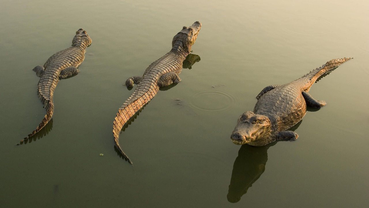 Обои вода, отражение, крокодилы, кайманы, water, reflection, crocodiles, cayman разрешение 1920x1080 Загрузить