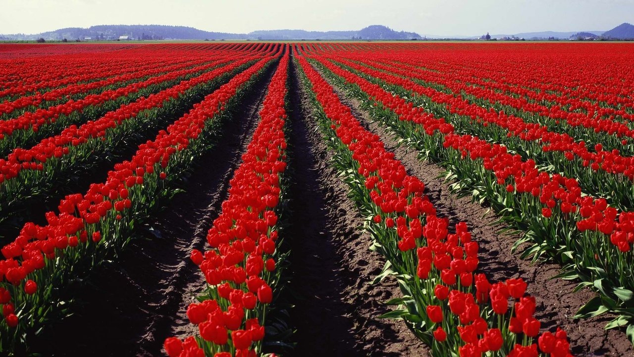 Обои поле, панорама, тюльпаны, field, panorama, tulips разрешение 3750x1200 Загрузить