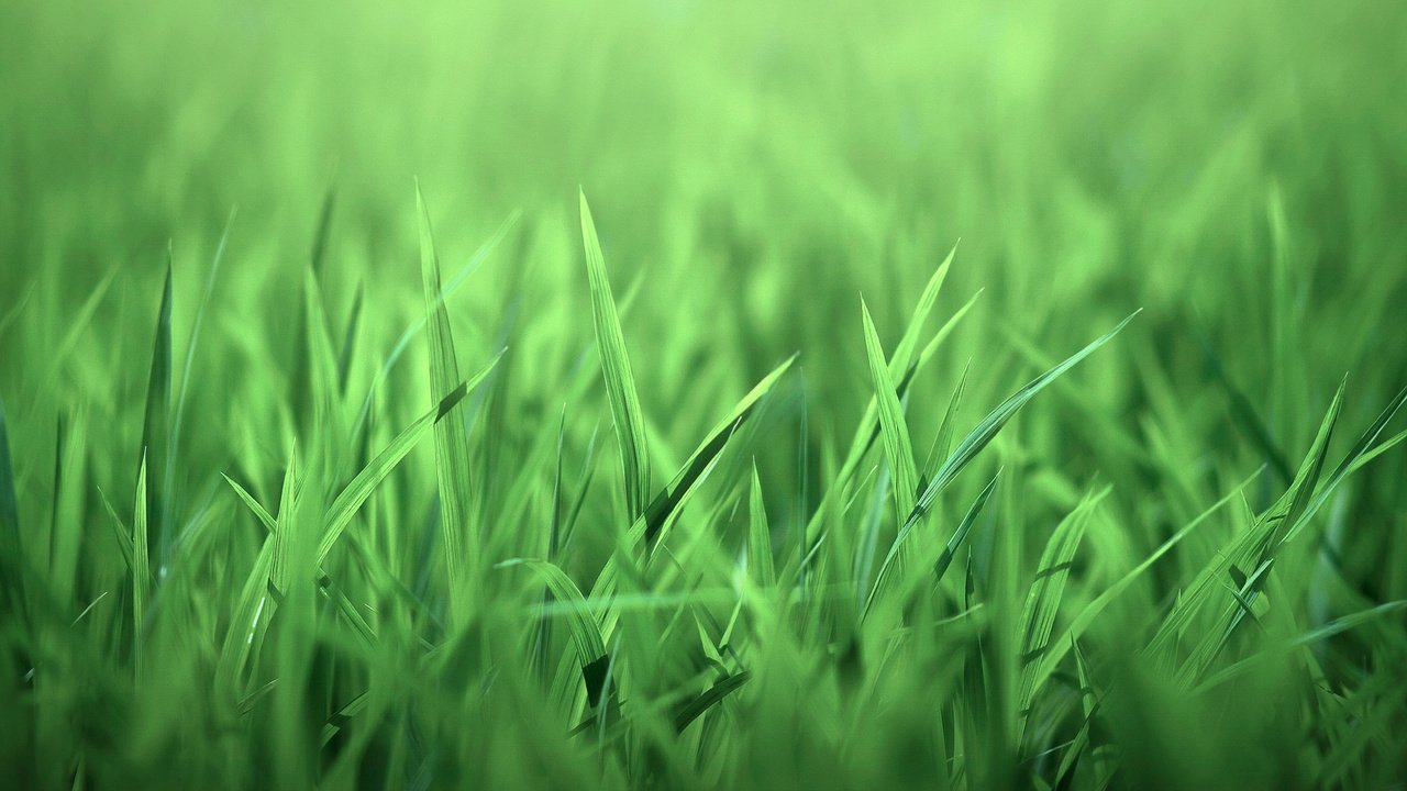 Обои трава, природа, листочки, зеленая, grass, nature, leaves, green разрешение 1920x1280 Загрузить