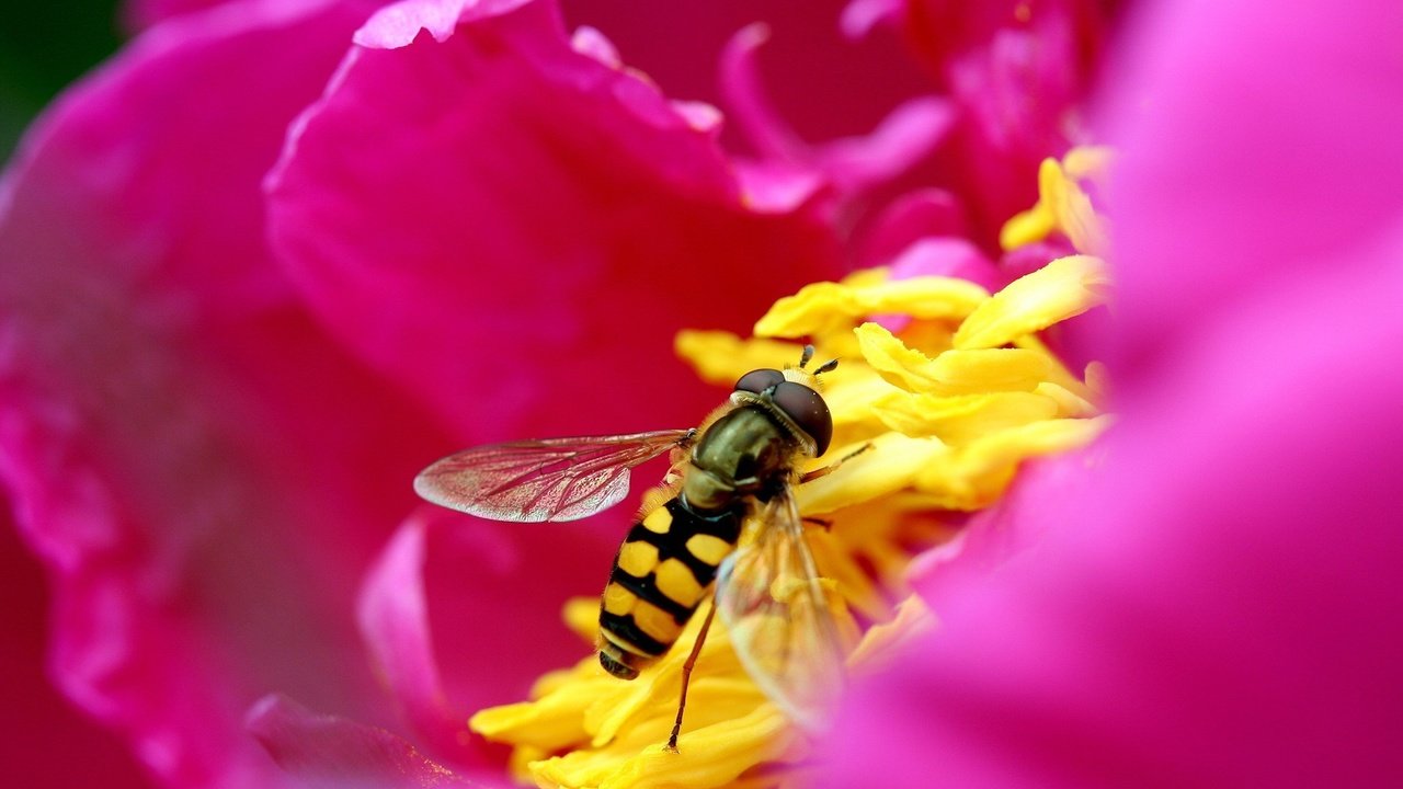 Обои цветок, лепестки, розовый, пчела, flower, petals, pink, bee разрешение 1920x1200 Загрузить