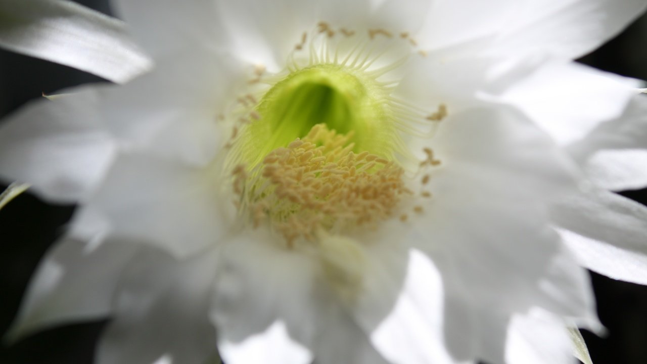 Обои макро, тычинки, кактус, macro, stamens, cactus разрешение 4272x2848 Загрузить