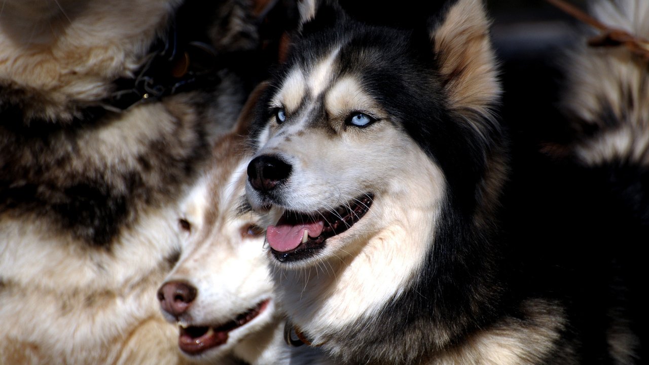 Обои глаза, хаски, друг, стая, собаки, сибирская хаски, eyes, husky, each, pack, dogs, siberian husky разрешение 2560x1600 Загрузить