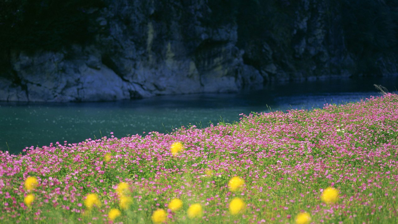 Обои цветы, трава, вода, река, природа, фото, поле, пейзажи, flowers, grass, water, river, nature, photo, field, landscapes разрешение 1920x1080 Загрузить