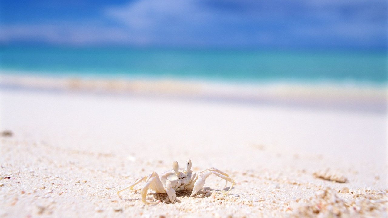 Обои пляж, краб, белый песок, beach, crab, white sand разрешение 1920x1200 Загрузить