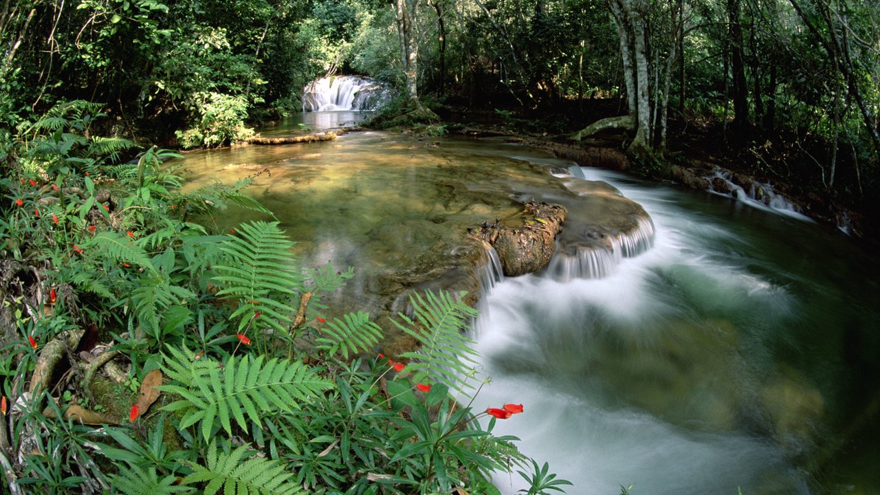 Обои река, лес, водопад, тропический, river, forest, waterfall, tropical разрешение 1920x1200 Загрузить