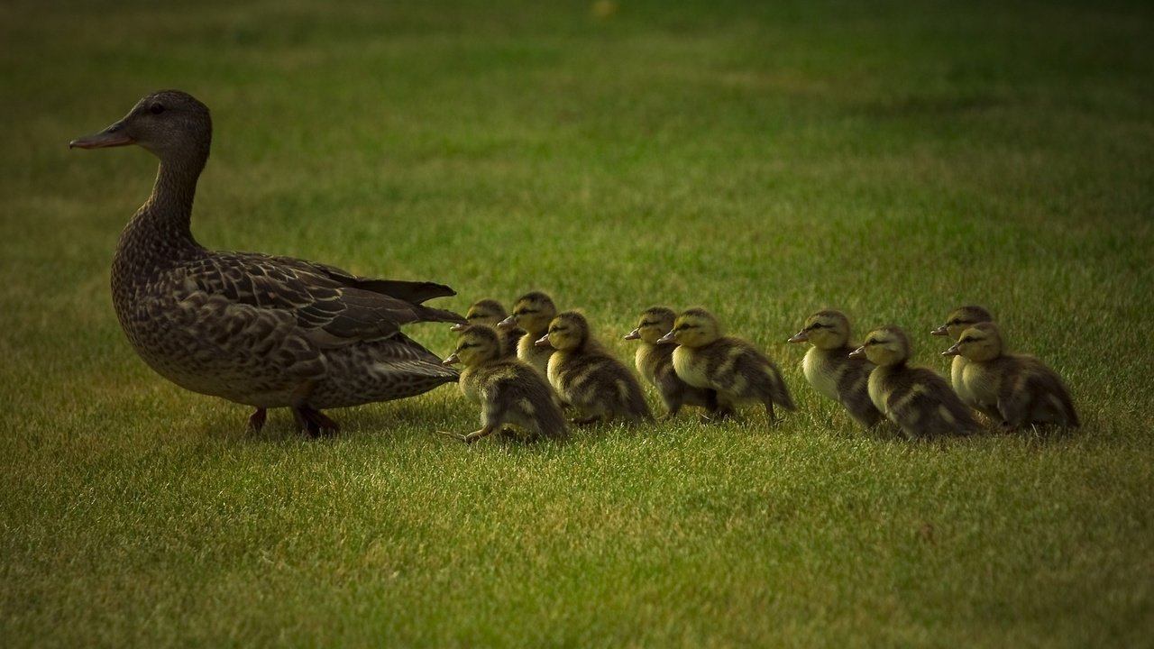 Обои трава, животные, утки, животно е, grass, animals, duck разрешение 1920x1200 Загрузить