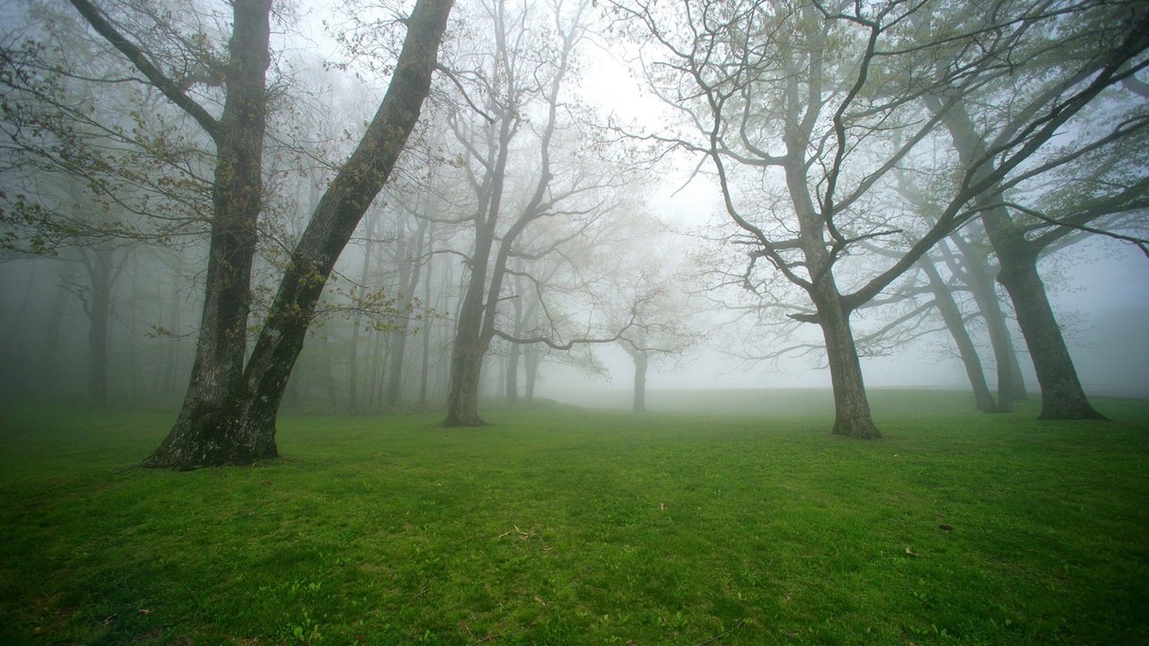 Обои трава, деревья, природа, лес, пейзаж, утро, туман, grass, trees, nature, forest, landscape, morning, fog разрешение 1920x1200 Загрузить