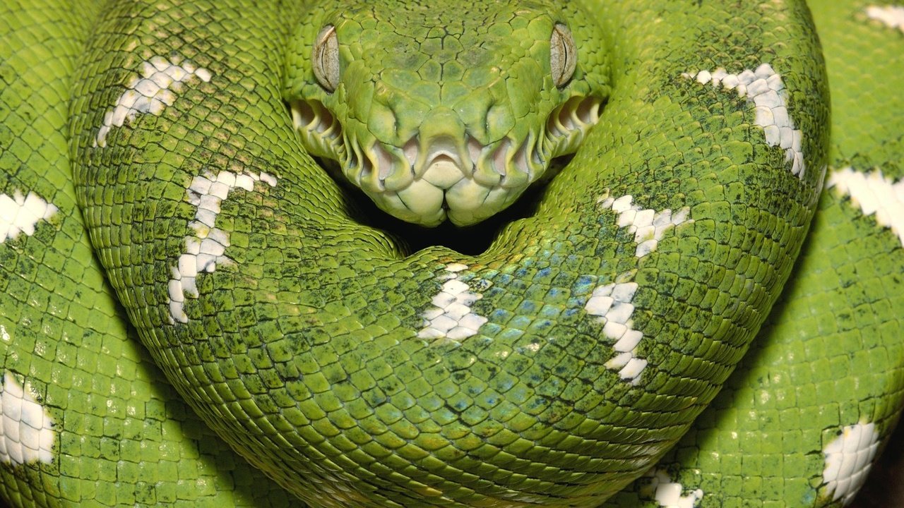 Обои зелёный, змея, древесный боа, green, snake, wood boa разрешение 1920x1080 Загрузить