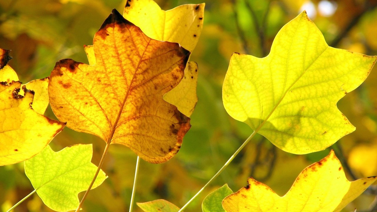 Обои желтый, осень, желтые листья, передний план, yellow, autumn, yellow leaves, foreground разрешение 2816x2112 Загрузить