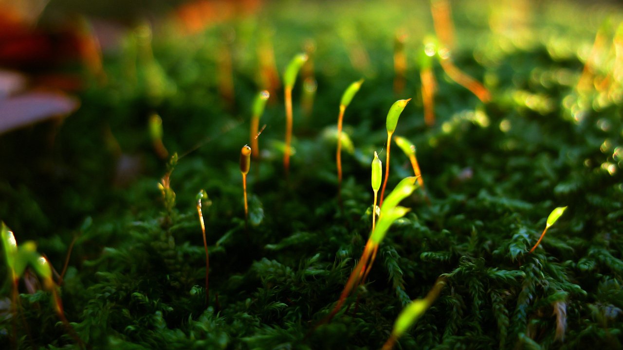 Обои мох, жизнь, растение.побеги, возрождение, moss, life, plant.shoots, revival разрешение 1920x1200 Загрузить