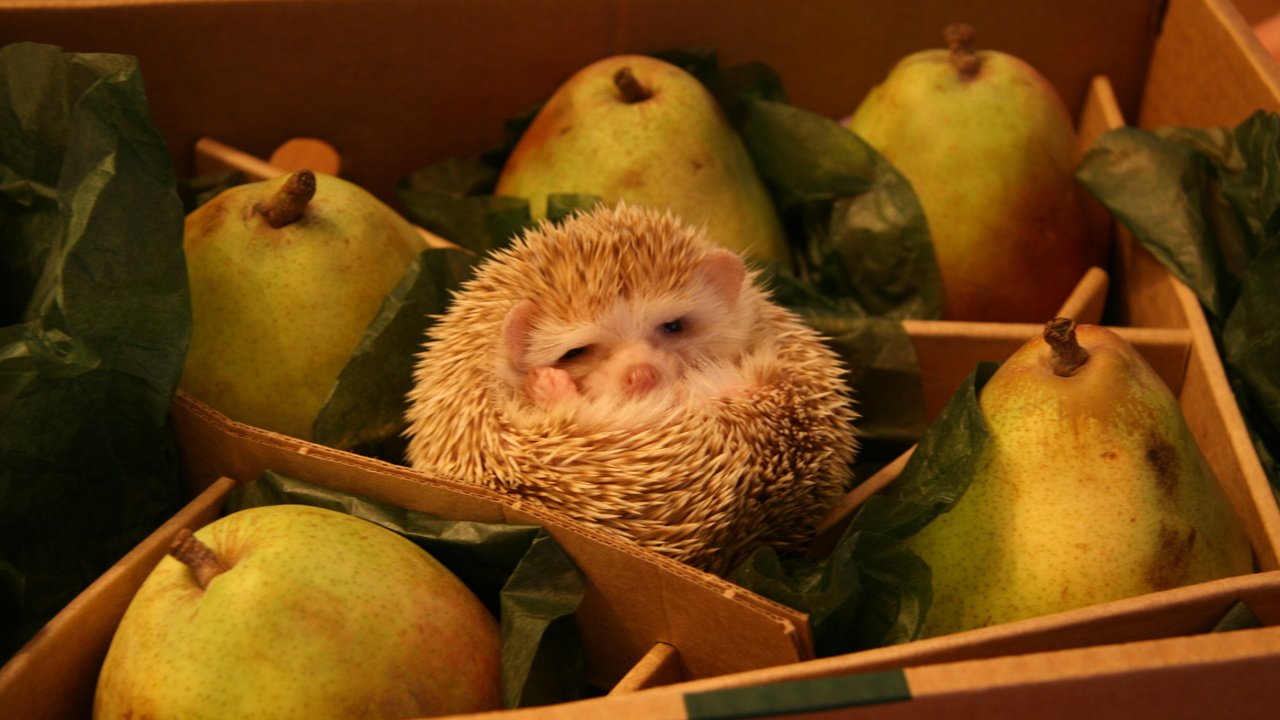 Обои коробка, ежик, прикол, груши, ежик в грушах, box, hedgehog, the trick, pear, hedgehog in the pears разрешение 3888x2592 Загрузить