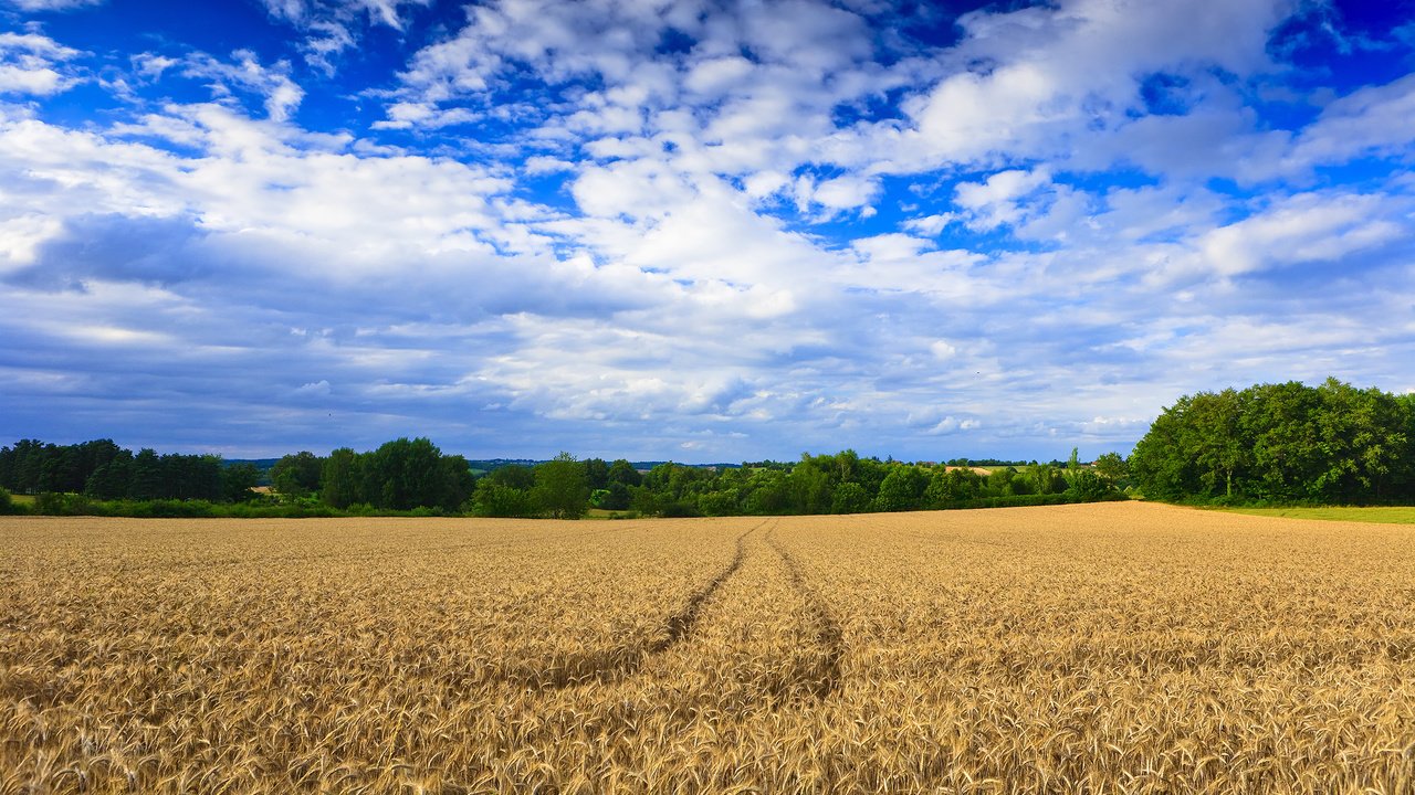 Обои деревья, обои, пейзаж, поле, пшеница, следы, trees, wallpaper, landscape, field, wheat, traces разрешение 2500x1667 Загрузить