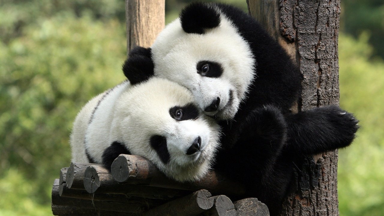 Обои панда, медведь, отдых, panda, bear, stay разрешение 1920x1200 Загрузить