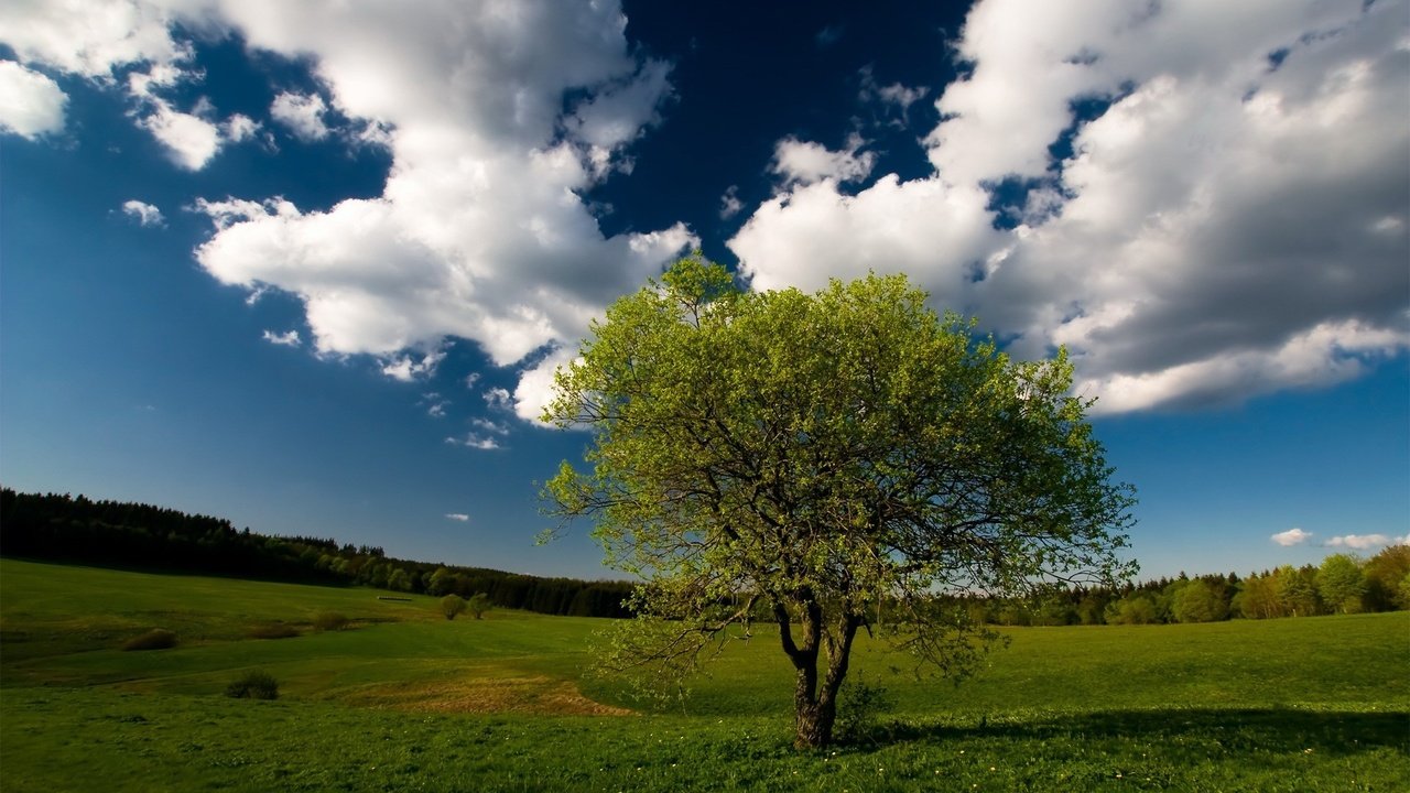 Обои небо, облака, дерево, лес, поле, the sky, clouds, tree, forest, field разрешение 1920x1200 Загрузить