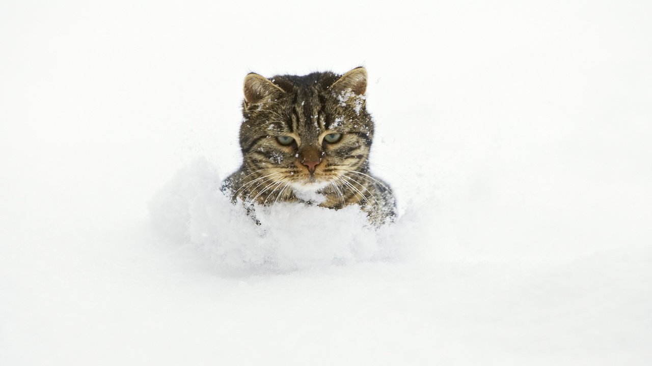 Обои снег, кот, сугробы, snow, cat, the snow разрешение 5100x3400 Загрузить