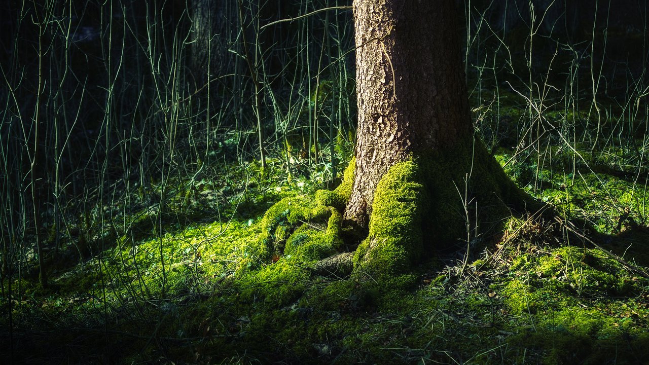 Обои дерево, лес, зелёный, жизни, tree, forest, green, life разрешение 2560x1600 Загрузить