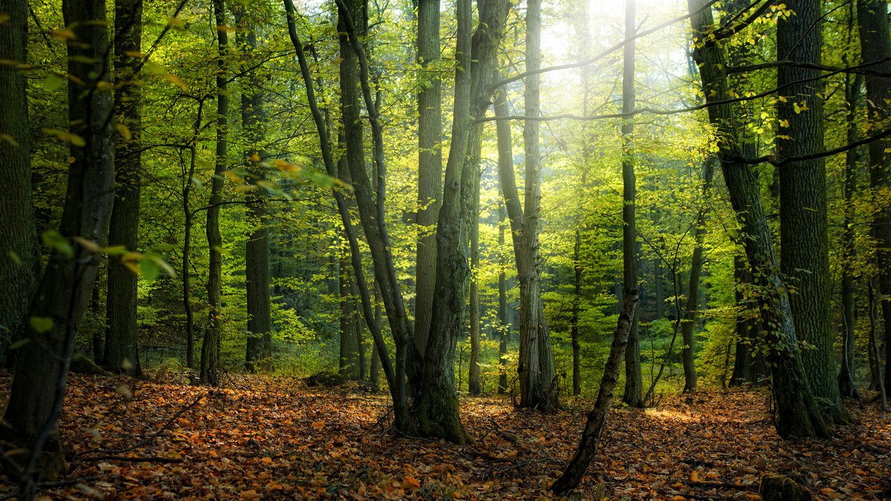 Обои деревья, природа, дерево, листья, парк, осень, осенние обои, леса, trees, nature, tree, leaves, park, autumn, autumn wallpaper, forest разрешение 1920x1200 Загрузить