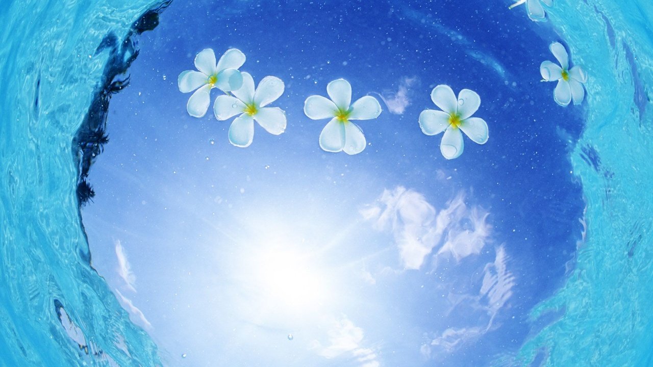 Обои цветы, вода, отражение, голубой, flowers, water, reflection, blue разрешение 1920x1200 Загрузить