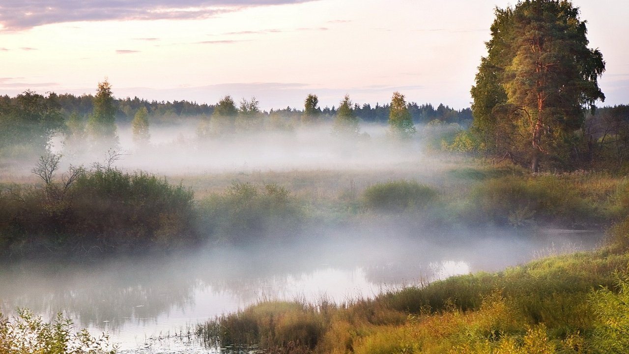 Обои болото, туман, древо, swamp, fog, tree разрешение 1920x1200 Загрузить