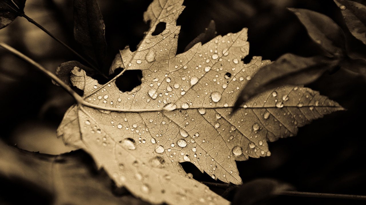 Обои природа, обои, листья, макро, фон, капли, листок, nature, wallpaper, leaves, macro, background, drops, leaf разрешение 1920x1200 Загрузить